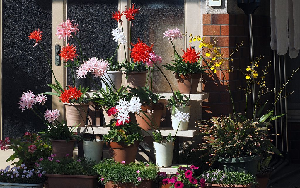 冬の花　１