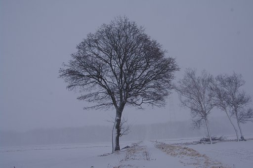 風雪に耐えて
