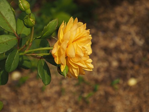 LEICA G  VARIO-ELMAR  1:3.8-5.6/14-50mm ASPH+MMF1