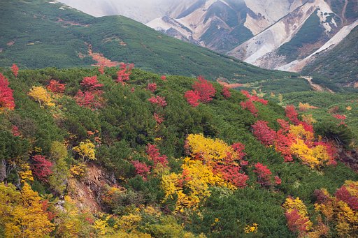 十勝岳温泉紅葉