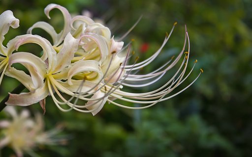 シロバナマンジュシャゲ（白花曼珠沙華）
