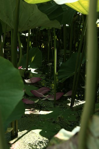 蓮の花の下で