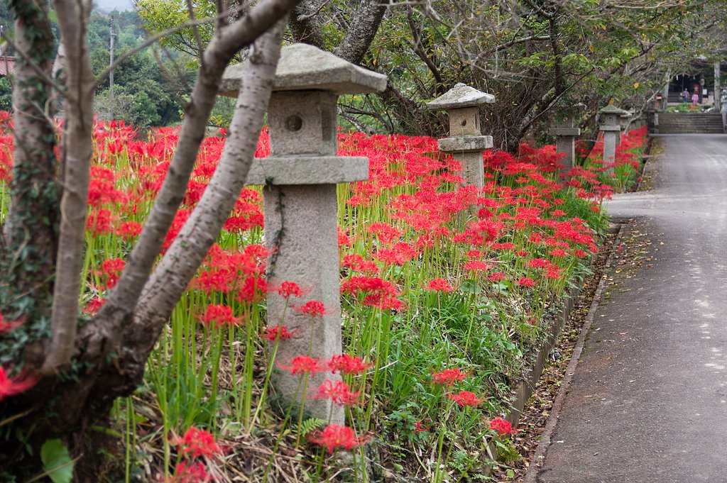 彼岸花