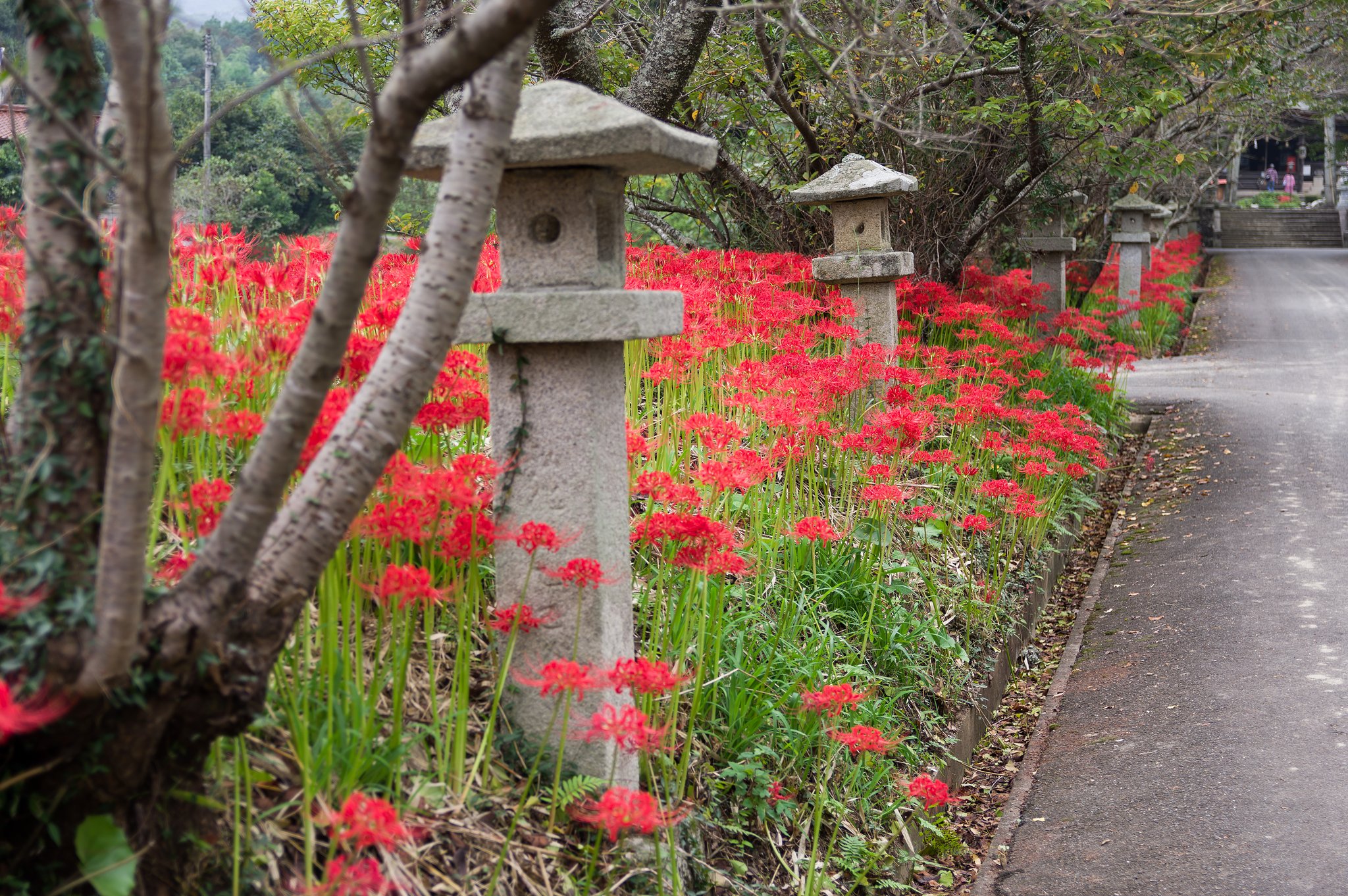 彼岸花