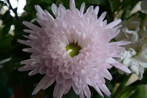 菊