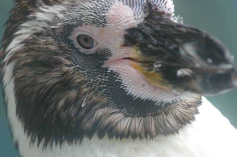 ペンギン
