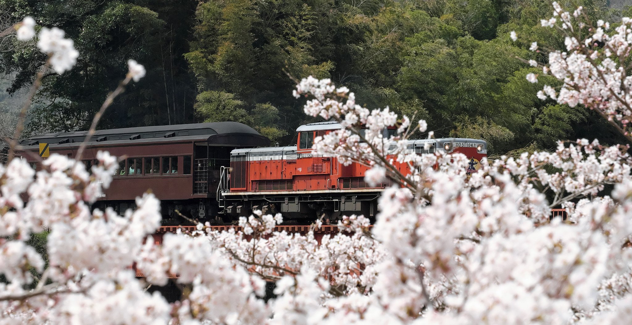 桜とSLのはずが・・・