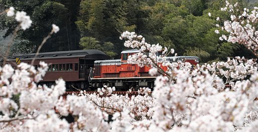 桜とSLのはずが・・・