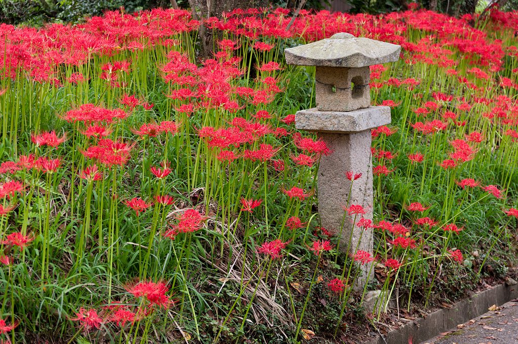 SIGMA 17-50mm F2.8 EX DC HSM 