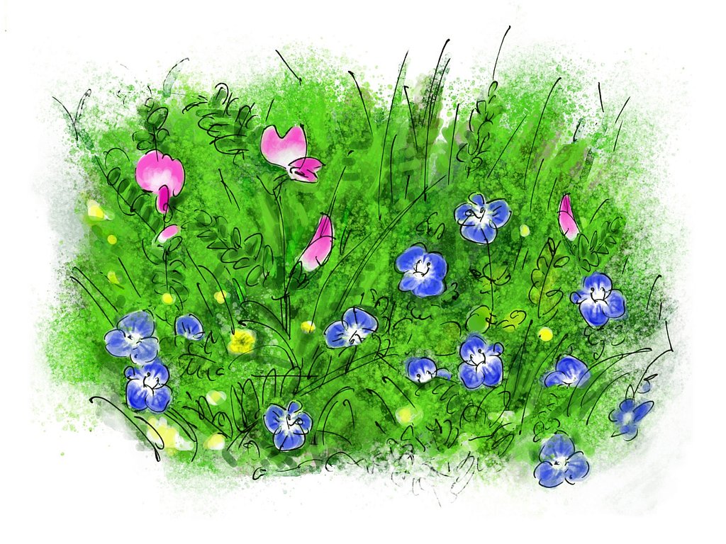 野の花【桜花】下草スケッチ
