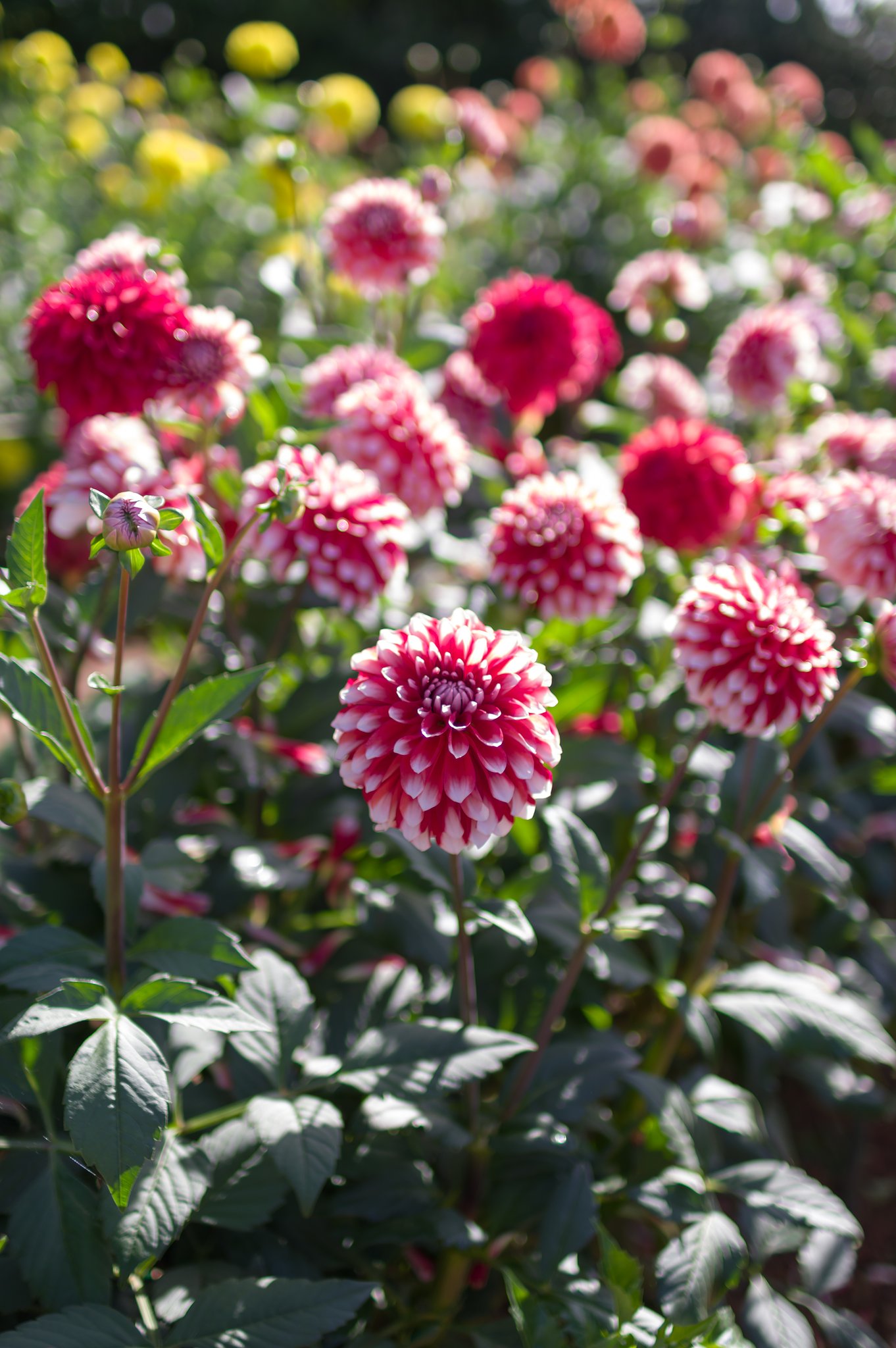 SIGMA 30mm F1.4 DC HSM