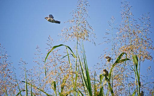 【横顔】 遠い空葦の空