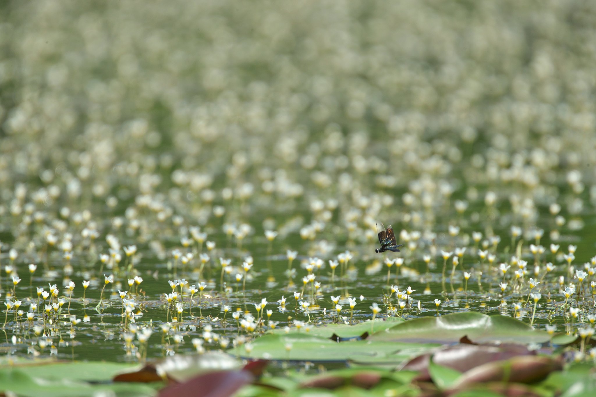 EF500mm F4L IS＋EF2XⅢ