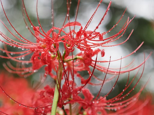 花魁２