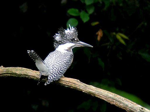 【横顔】在庫の鳥