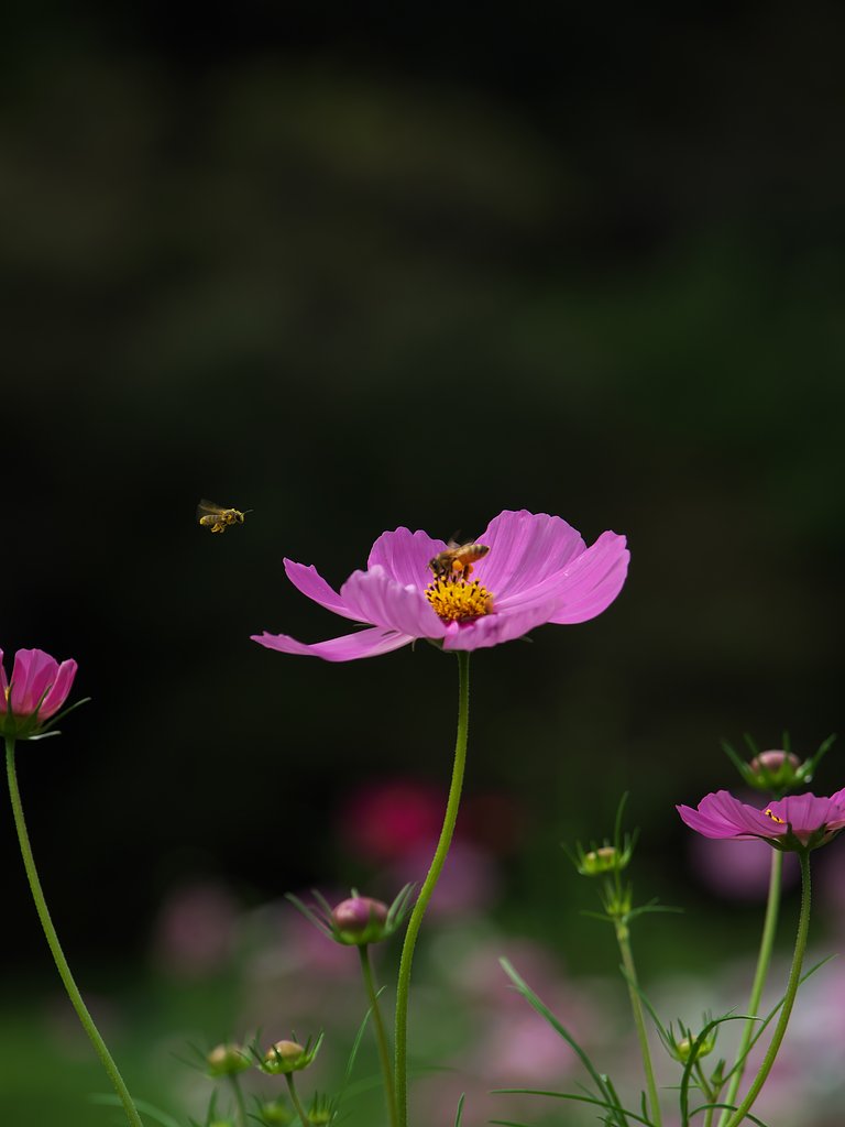 蜜採り