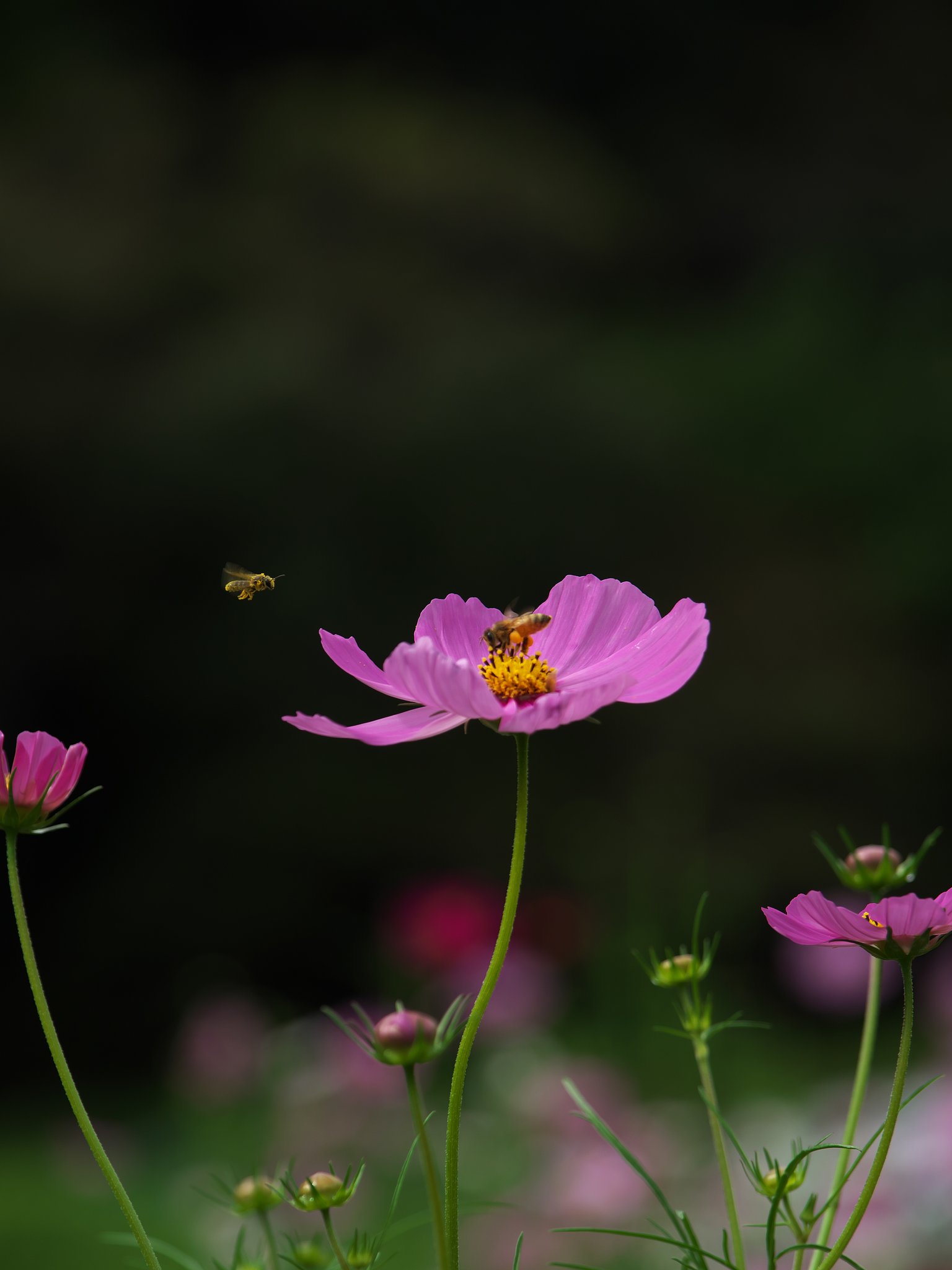 蜜採り