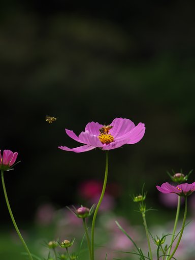 蜜採り