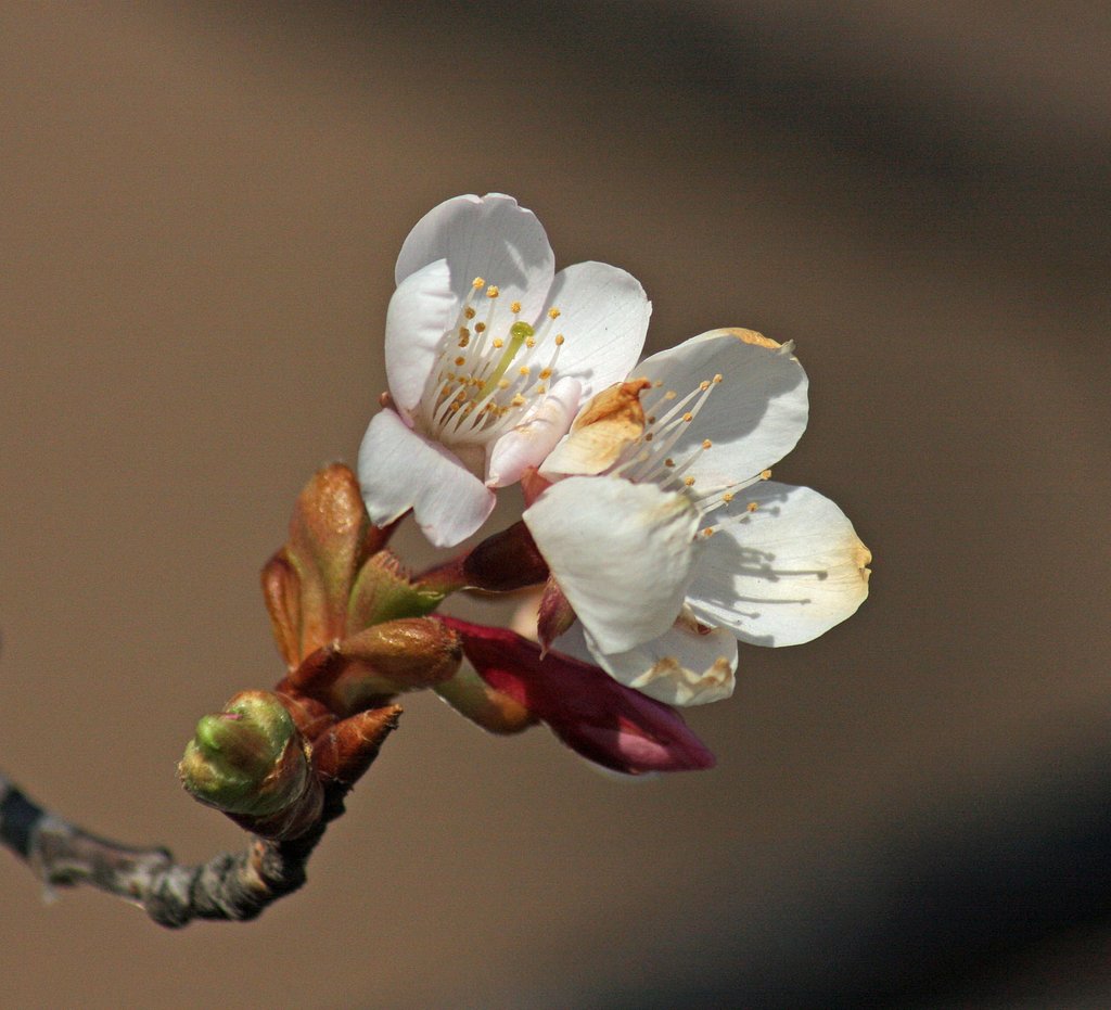 玉縄桜