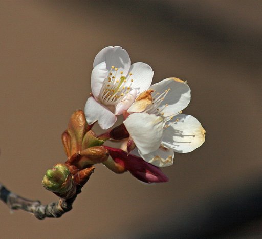 玉縄桜