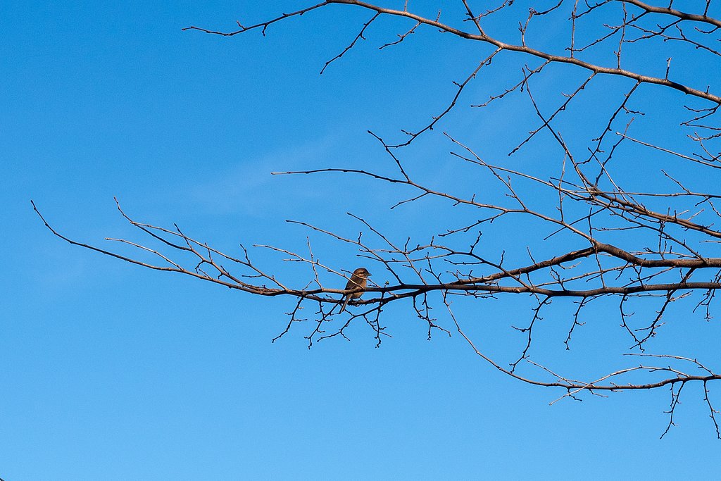 今年最初の鳥