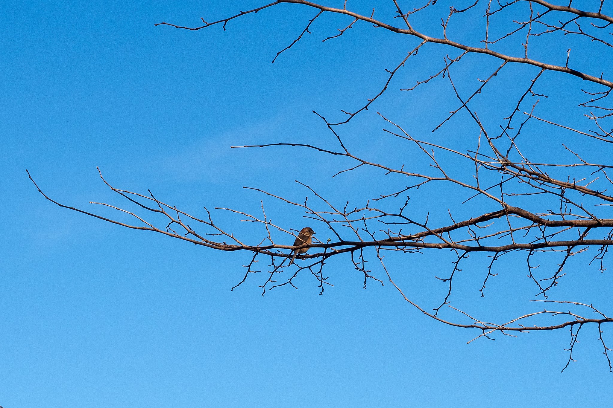 今年最初の鳥