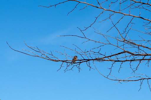 今年最初の鳥