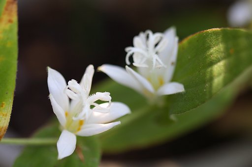 白杜鵑