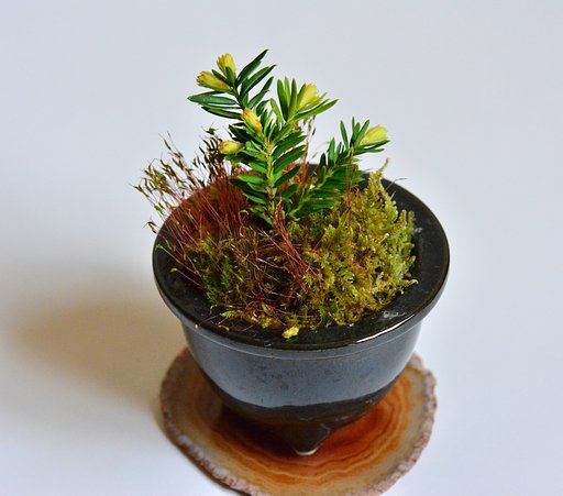 芽出し