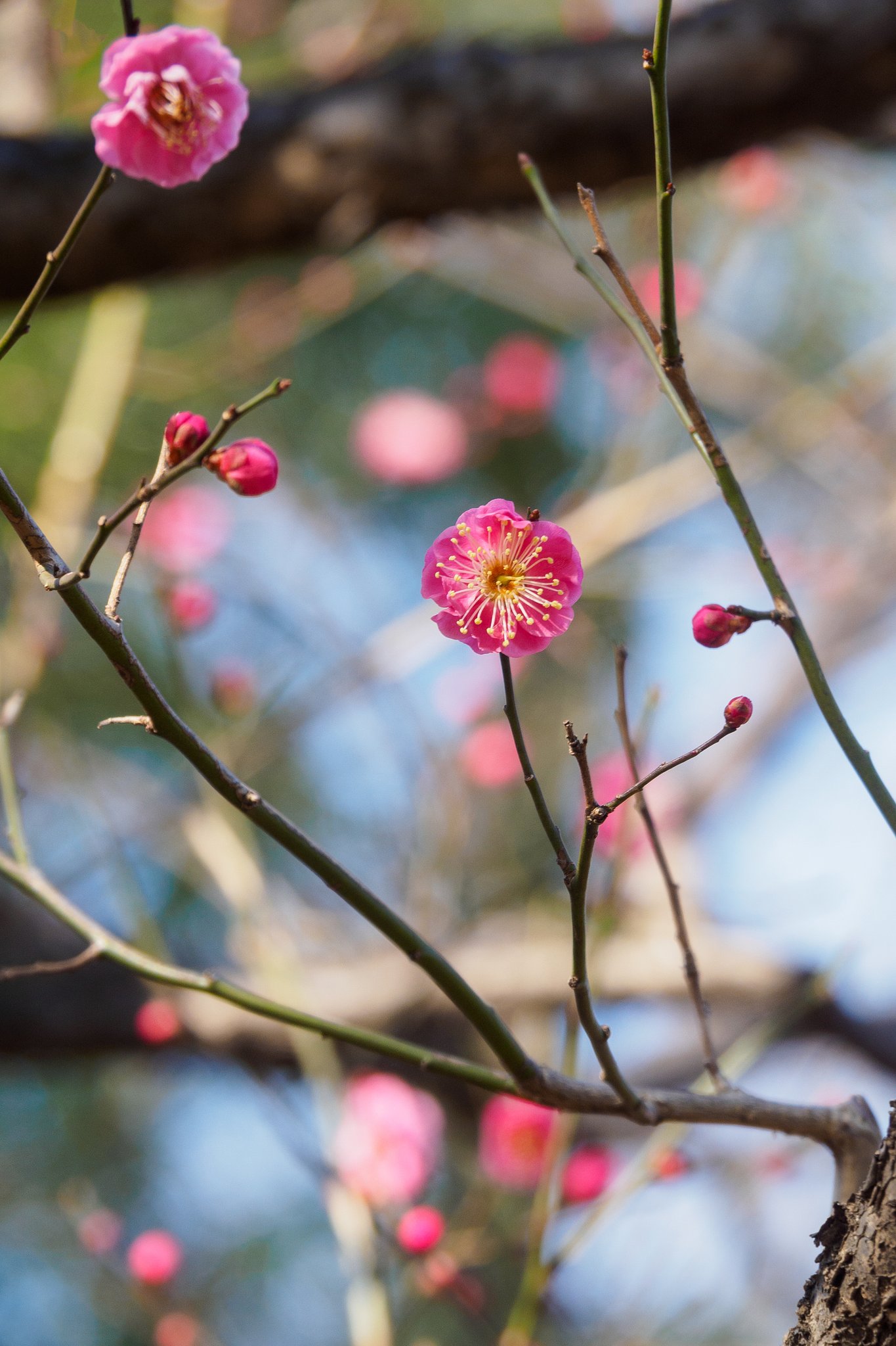 徐々に開花