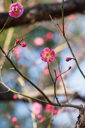 徐々に開花