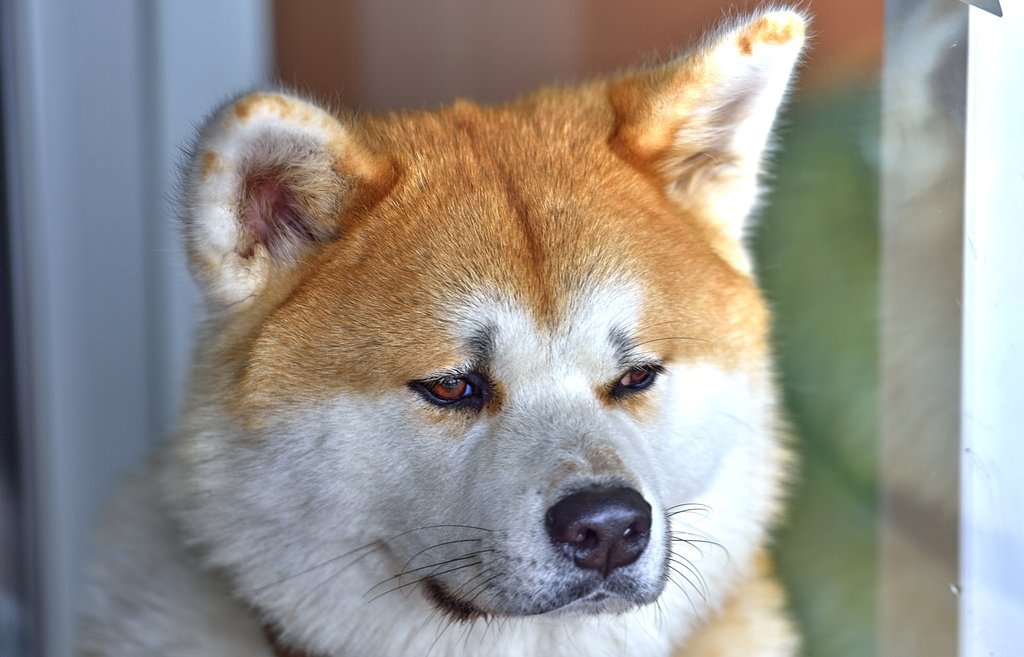 秋田犬