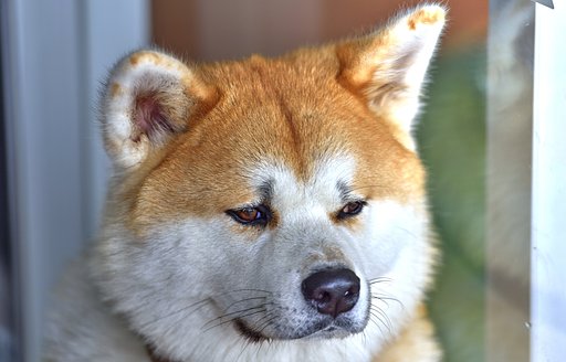 秋田犬