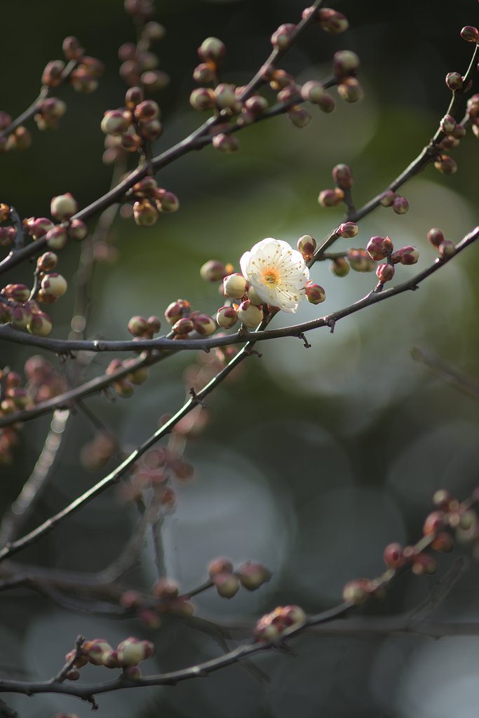 一日千春