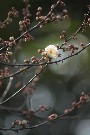 一日千春