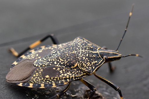 キマダラカメムシ