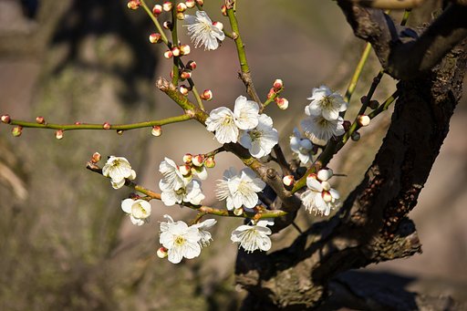 お城の白梅