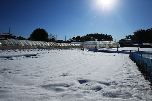 東京の畑、凍る