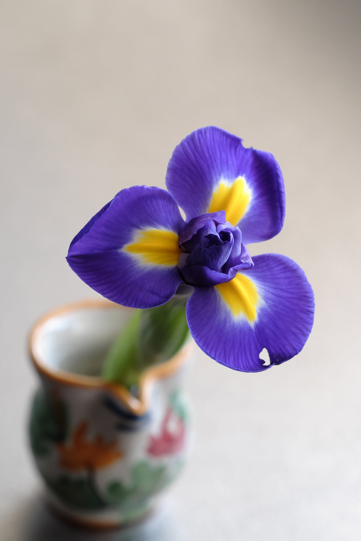 庭の花