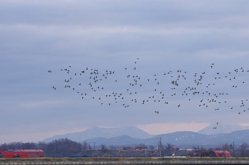 真雁、里の空を飛ぶ