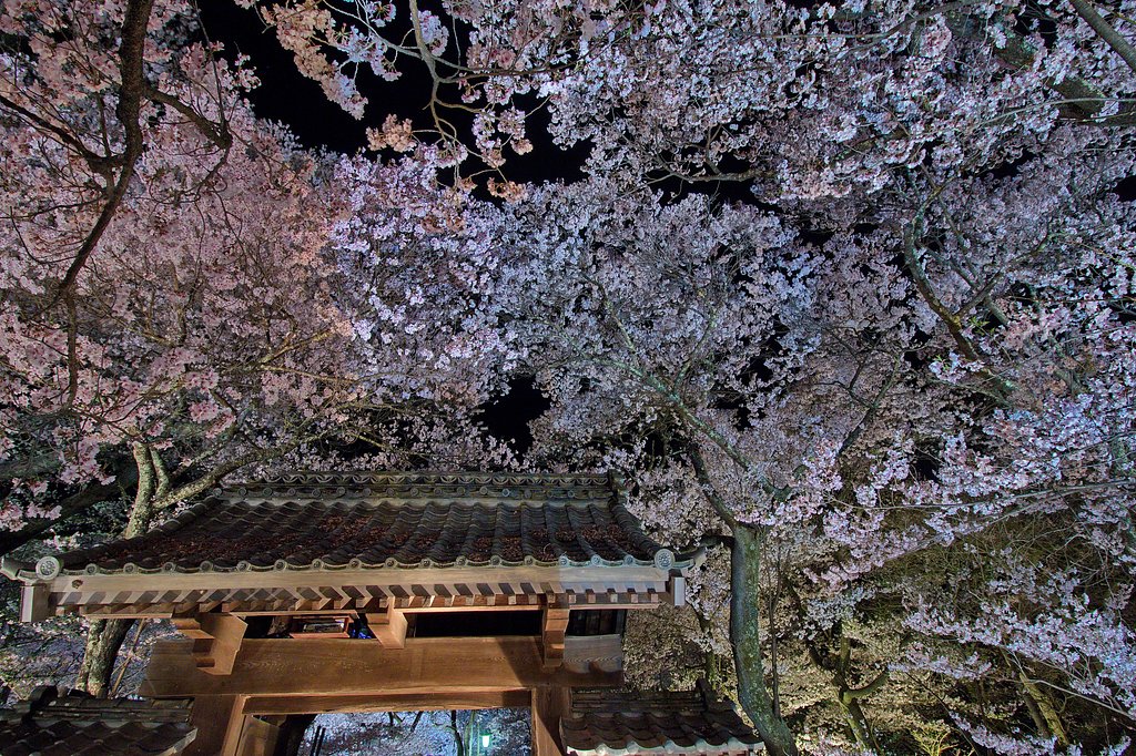 問屋門と夜桜