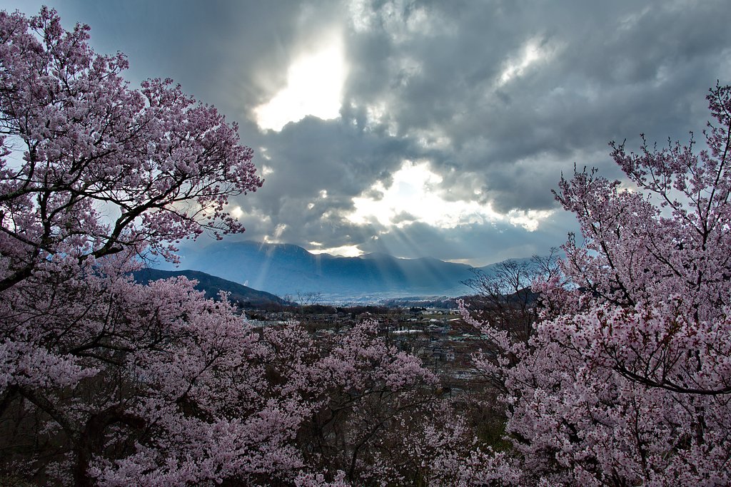 夕桜
