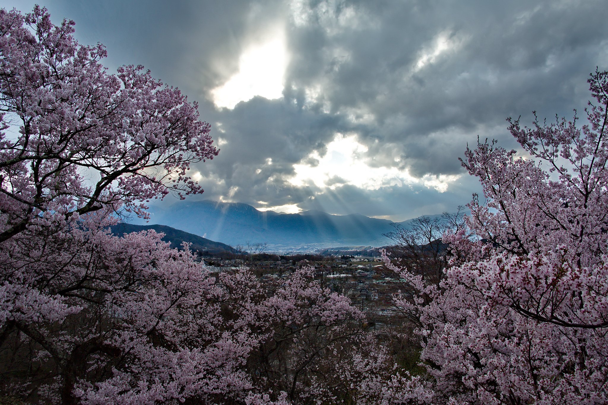 夕桜