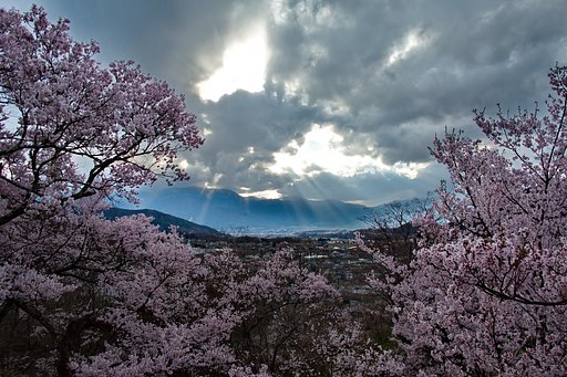 夕桜