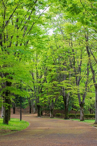 雨上がりの新緑