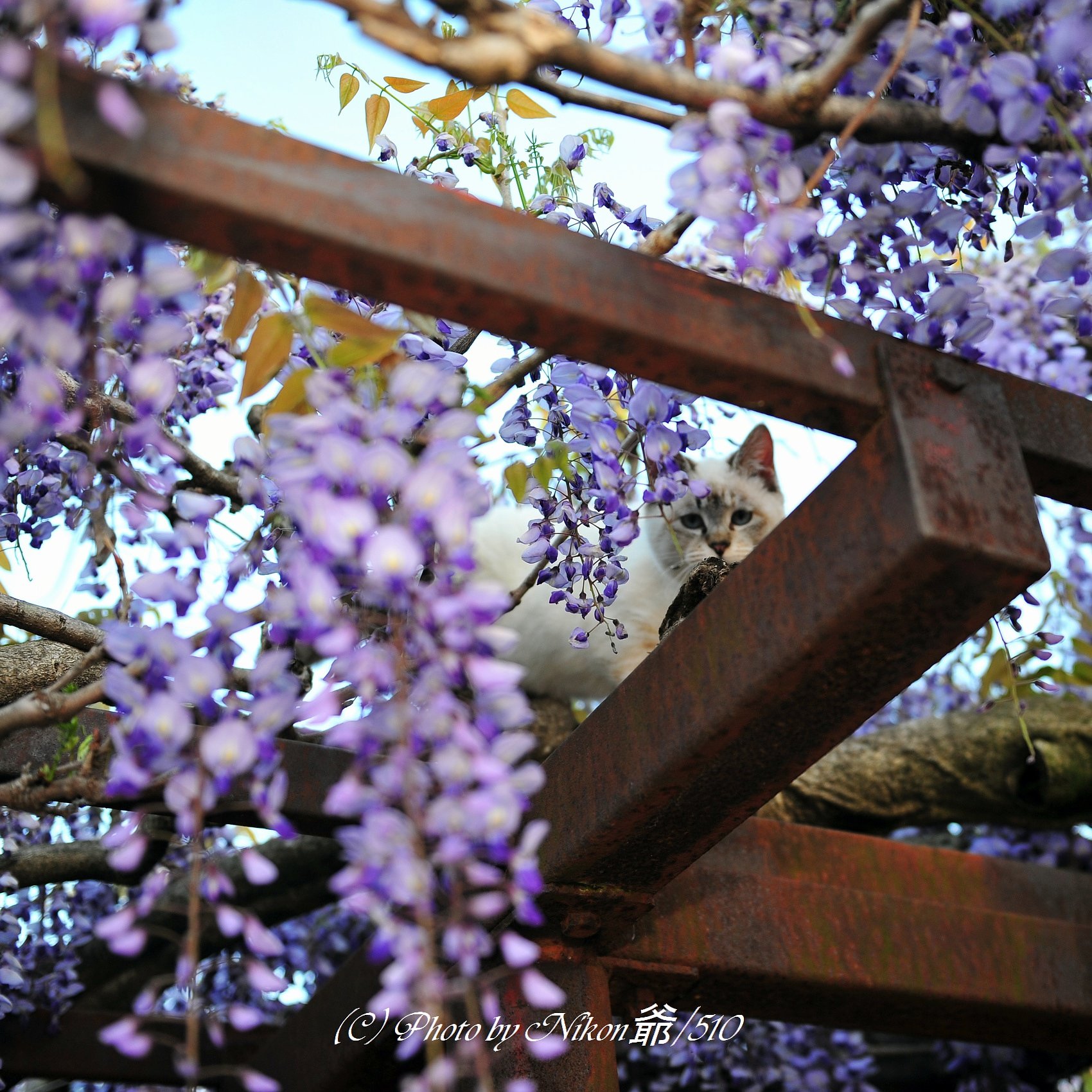猫藤