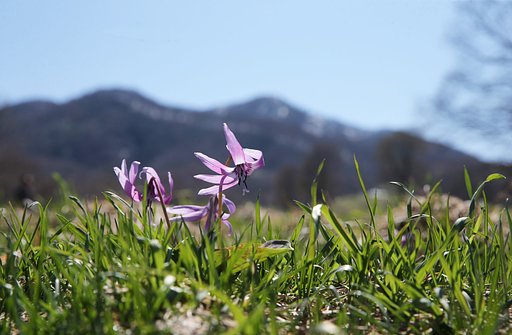 岩手の山にて（その７）カタクリ