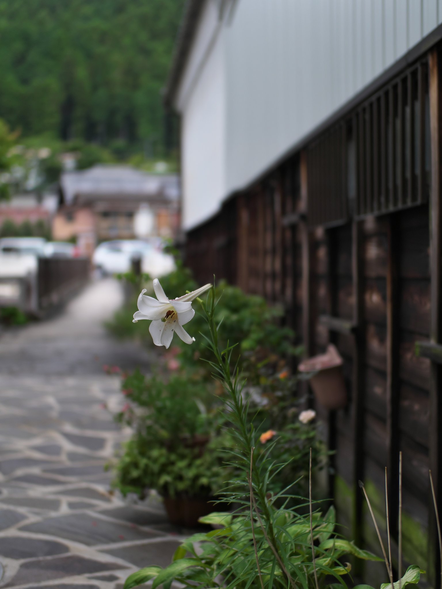 ED 25mm F1.2 Pro