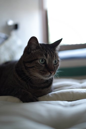 ねこ