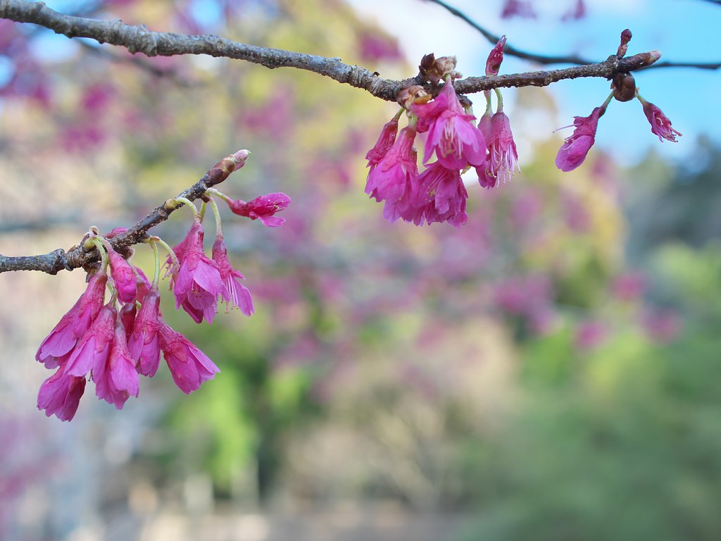 ED 30mm F3.5 Macro